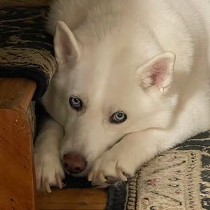 Meet your Posher, Roy